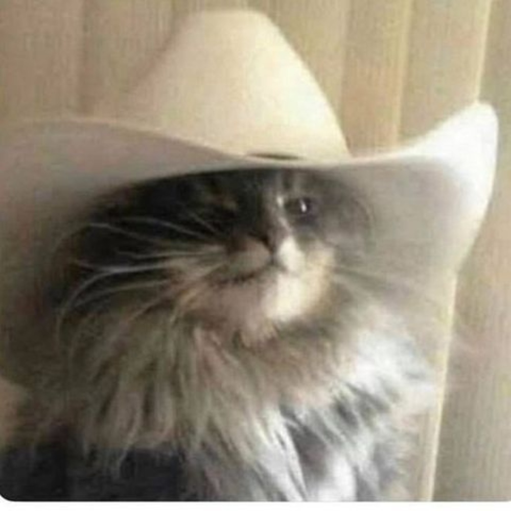 Meowdy, Pawtner!